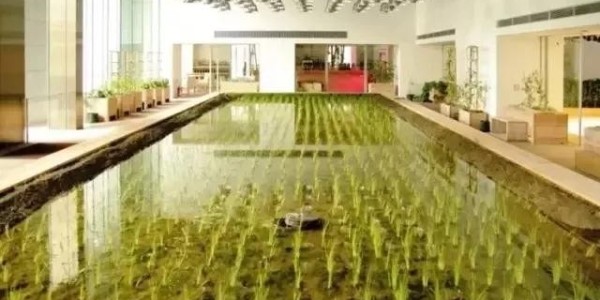 美國人把辦公桌搬進了熱帶雨林，日本人把農場搬進了寫字樓！